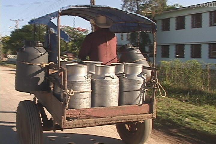 Cae la producción de leche y huevos en Cuba.