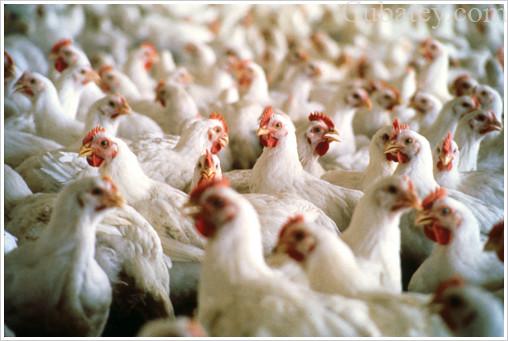 Cuba vuelve a importar pollos de EEUU Cuba vuelve a importar pollos de EEUU