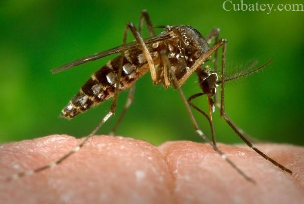 El Zika dando vueltas a Cuba, ¿Qué sucederá cuando aterrize? zika virus, Aedes aegypti, virus en cuba, zika en cuba