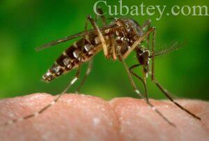 zika virus, Aedes aegypti, virus en cuba, zika en cuba