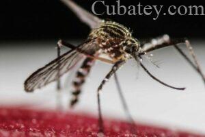 chikunguña, zika,dengue,zika virus