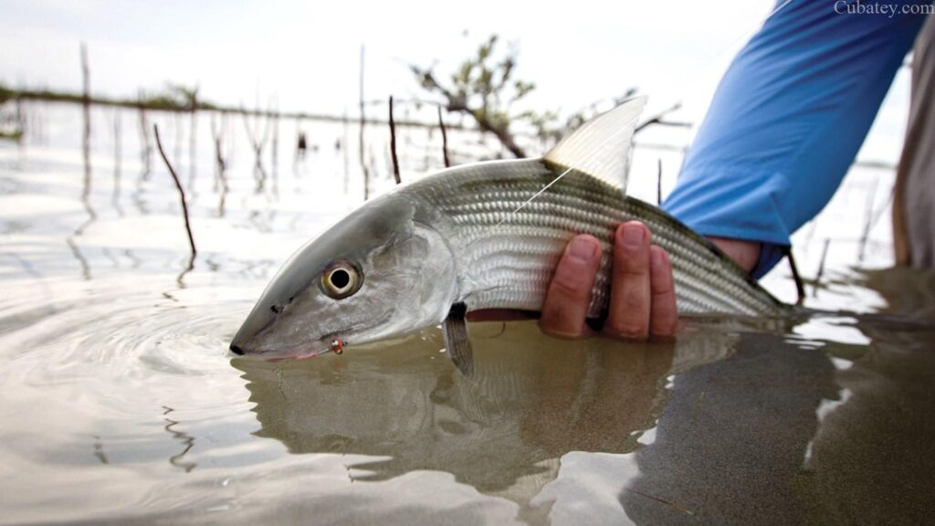 Compañía de Vermont ofrecerá excursiones de pesca a Cuba